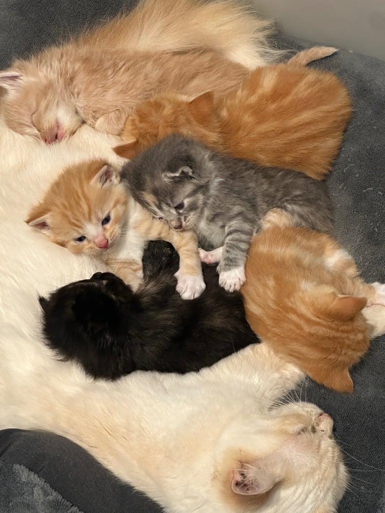 Ragdoll kittens for sale 