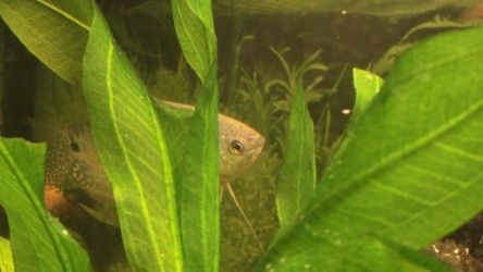 Well running fish tank for beginners 