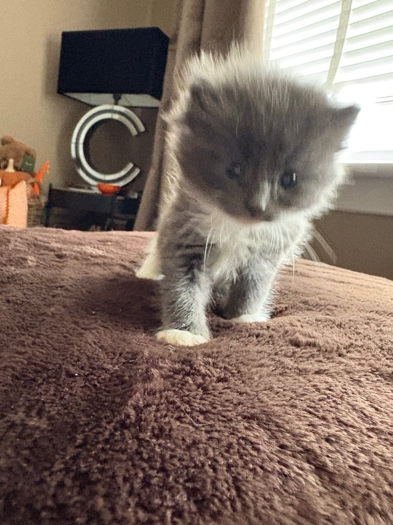 Beautiful Russian blue x British shorthair kittens 