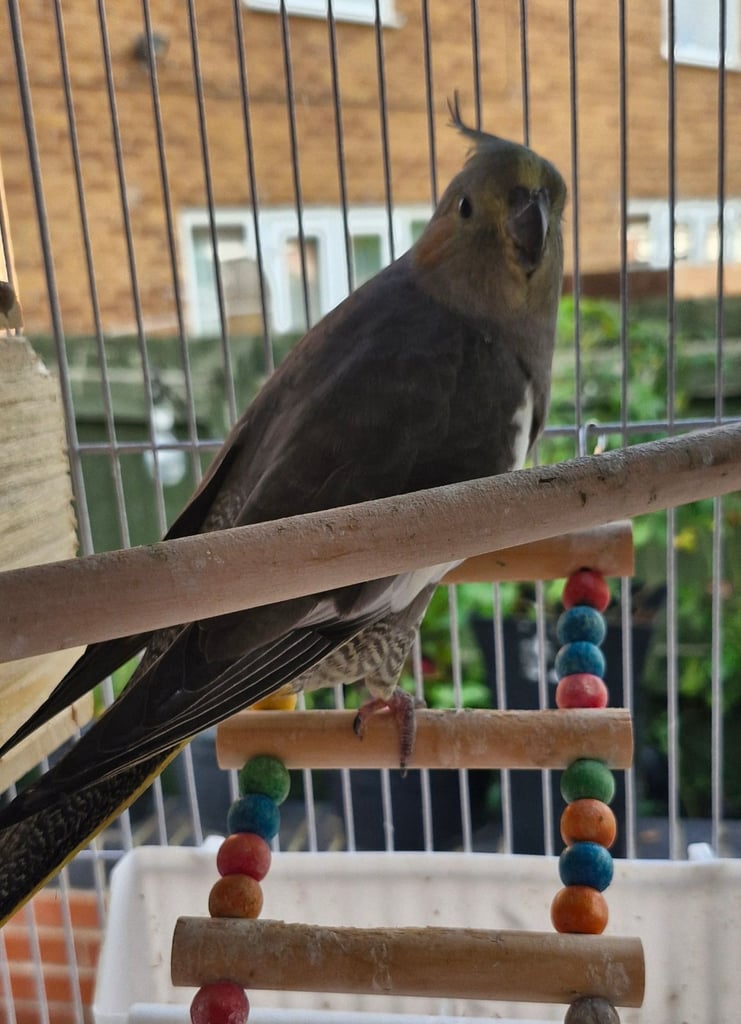 image for Cockatiel and budgies 