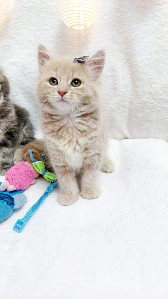  CREAM LONG HAIR kiteen ready to go now