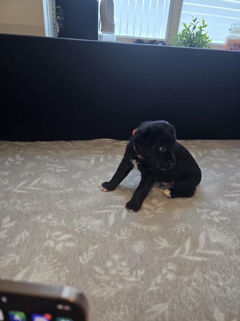 Goldador x Labrottie Miniature Puppies for Sale 