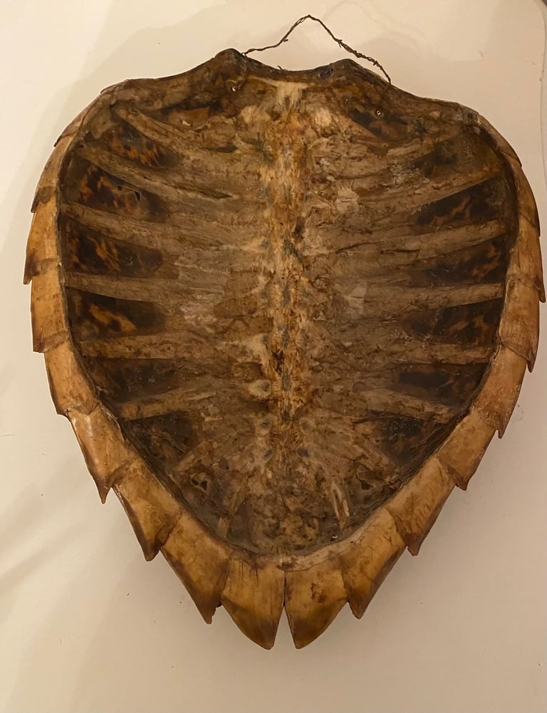 Vintage taxidermy shell