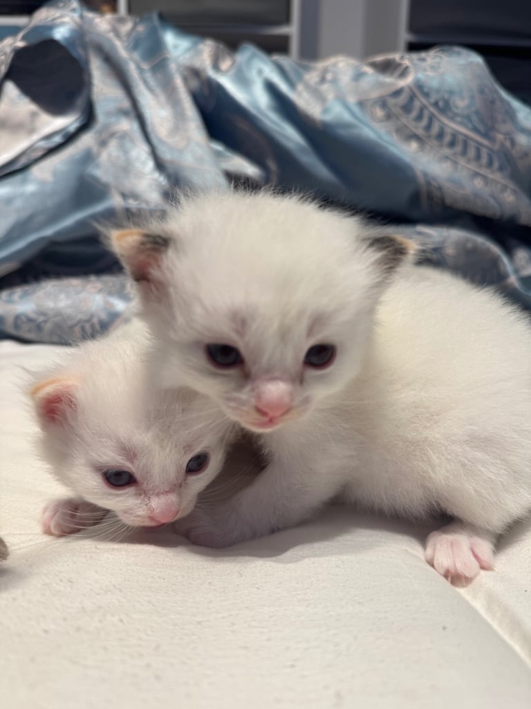 Two Pure Ragdolls DNA tested Parents