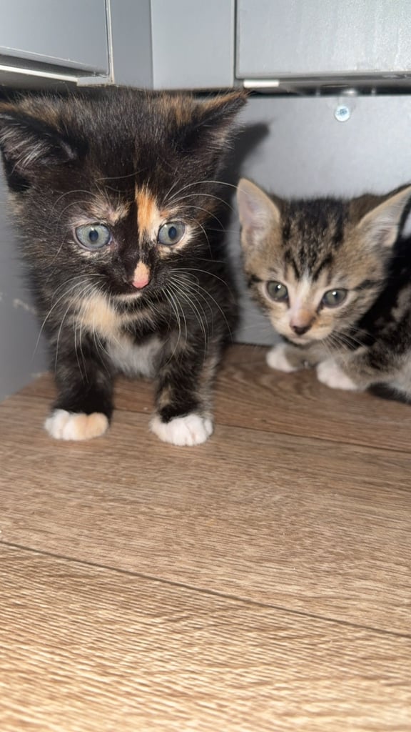image for Kittens for sale 