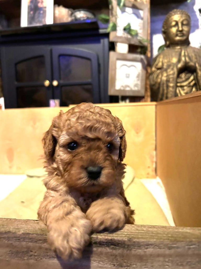 Cute Cavapoo Puppies 1 Boy and 1 Girl