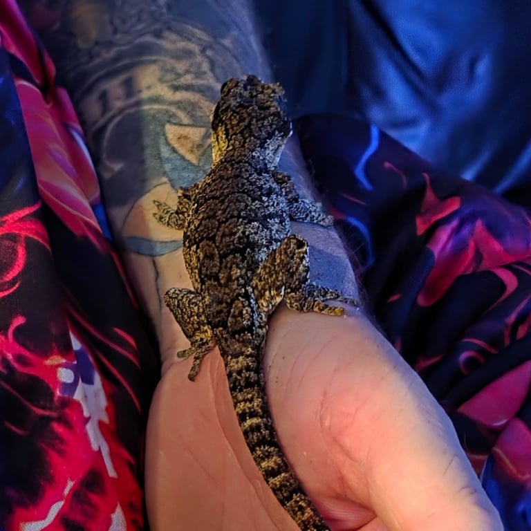 image for Gargoyle gecko 