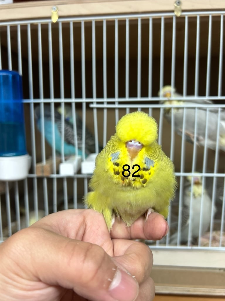 Budgies Hand Tamed 