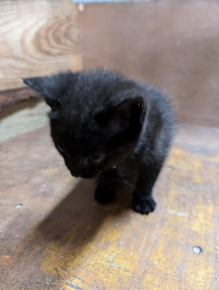 Kittens looking for forever homes 