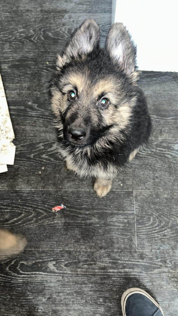  German shepherd puppy 