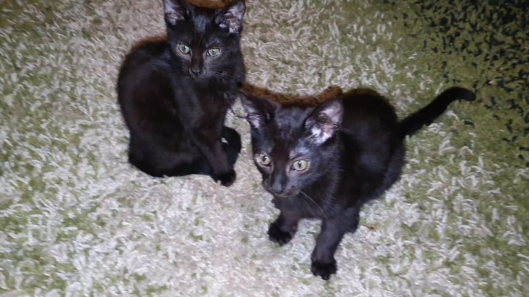 Dark Brown Tabby/Bombay Male Kittens for sale 