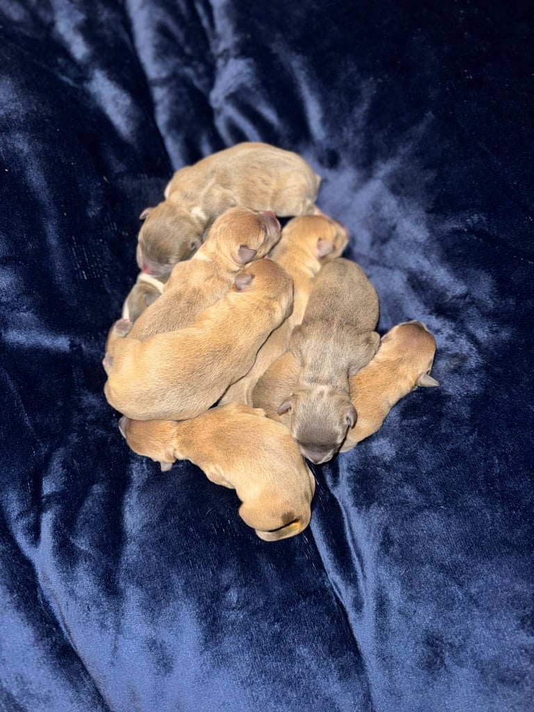 Staffordshire Bull Terrier Puppies