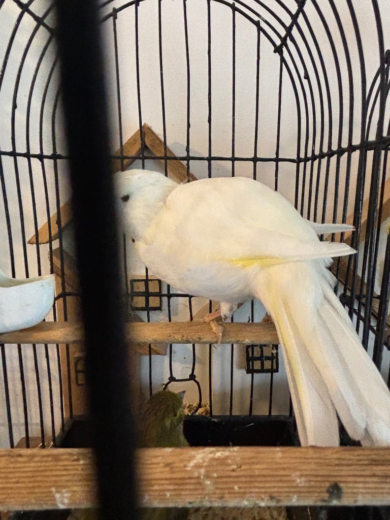 Gorgeous fife and border canaries