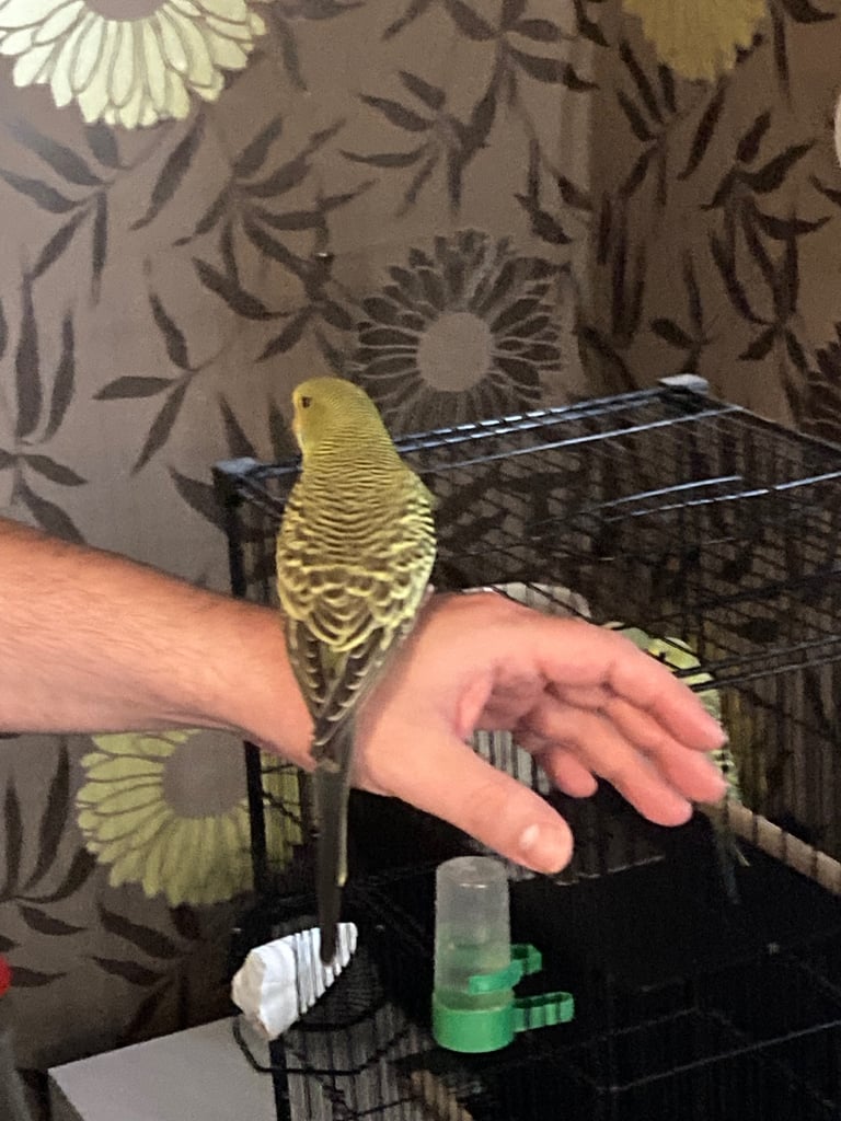 Baby budgies 8 week old 