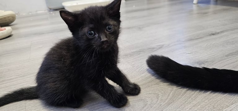 🐾 Adorable Black Kittens 🐾