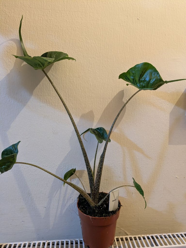 Alocasia Stingray 