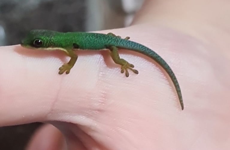 Peacock geckos SOLD waiting for more to hatch