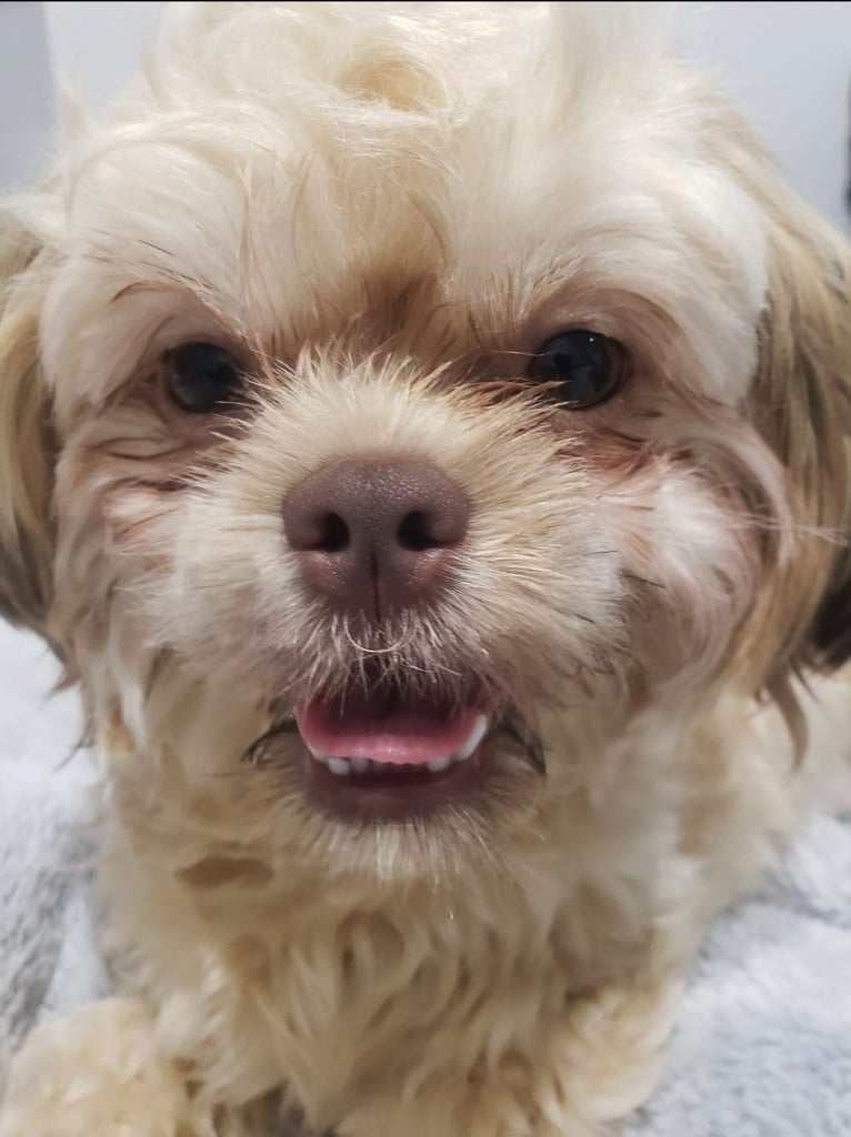 My sweet baby needs a forever home