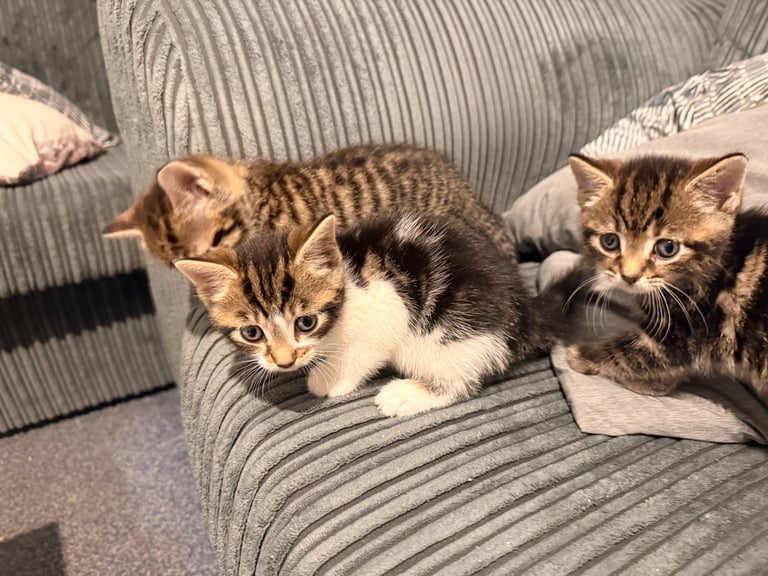 7 week old kittens