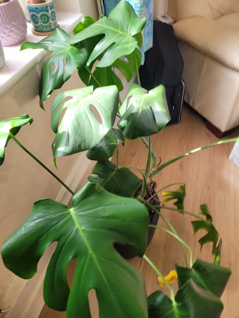 Swiss cheese plant