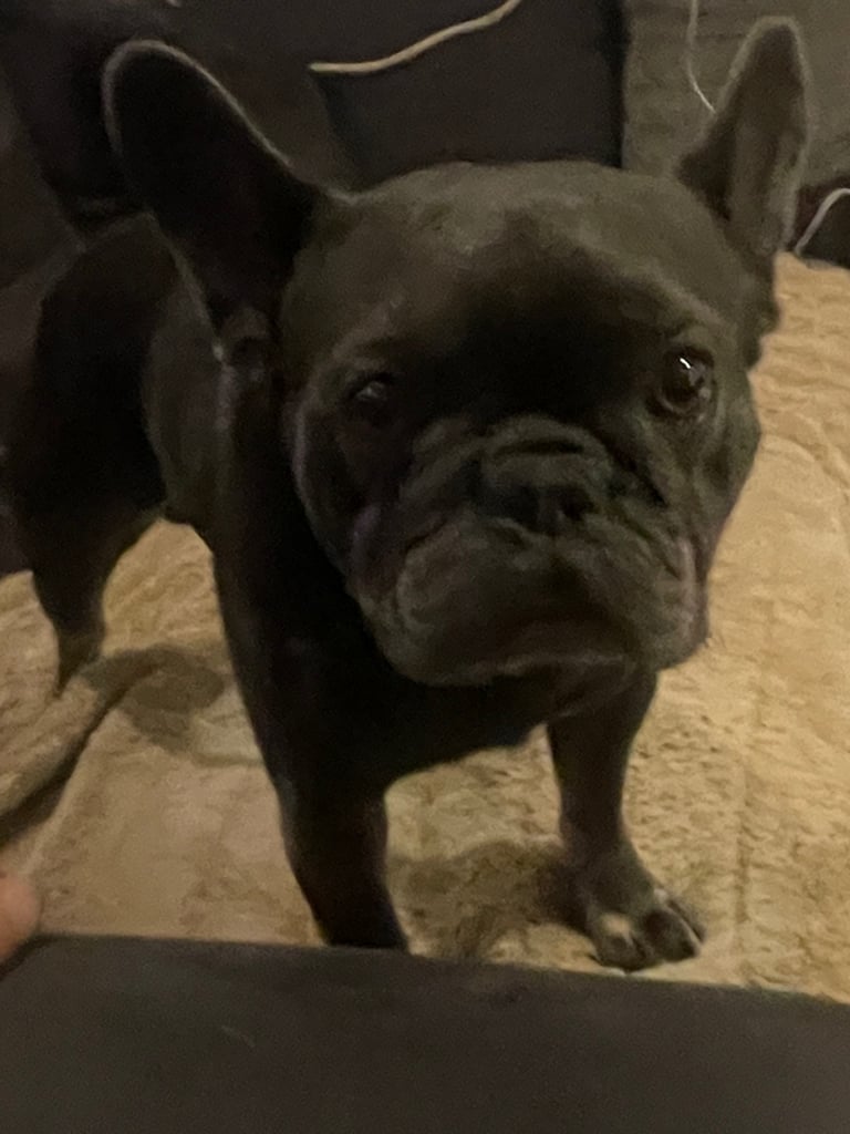 2yr old French bulldog 