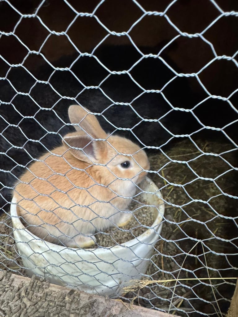 Netherland dwarf bunnies
