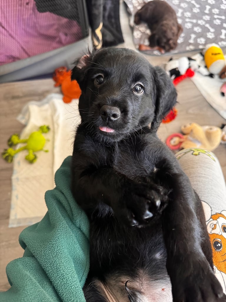 Labradoodle cross cockapoo puppy’s 
