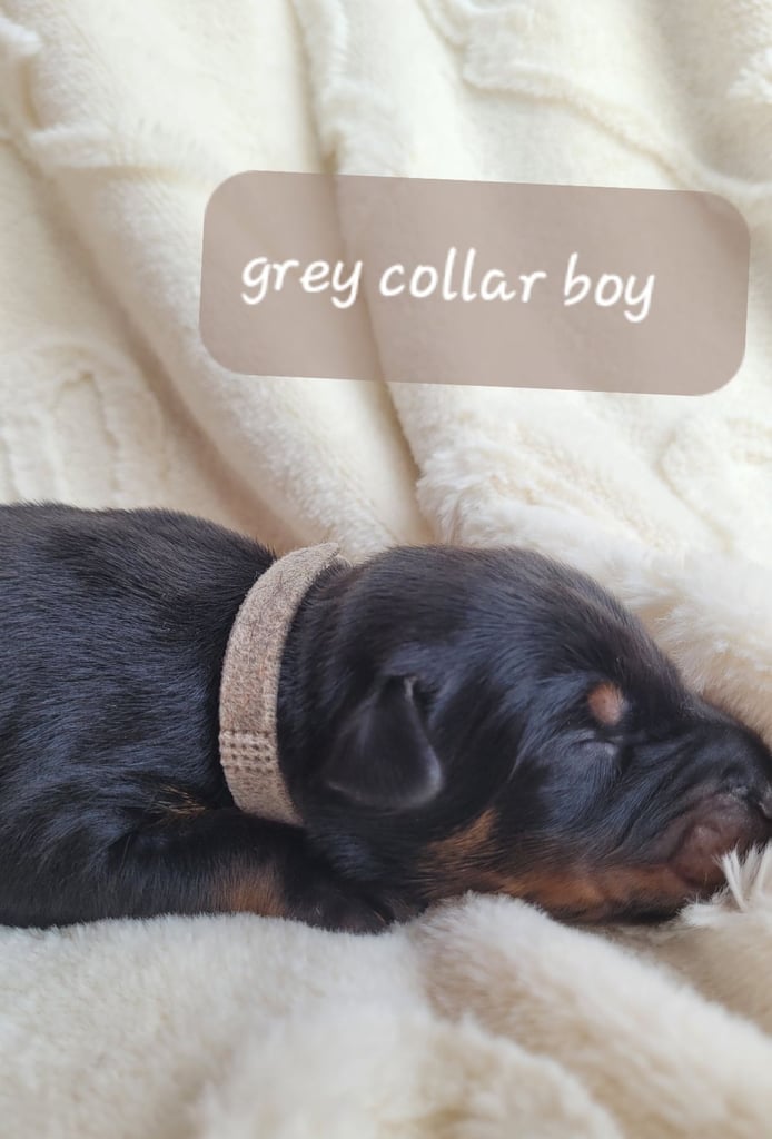 *all gone* Stunning KC reg Dobermann puppies 