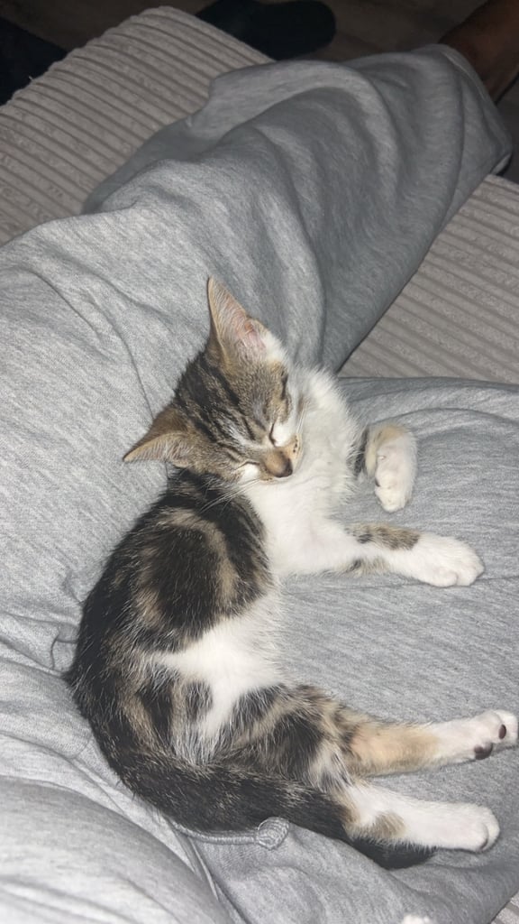 Adorable 10-Week-Old Kitten – Looking for a Loving Home 🐾