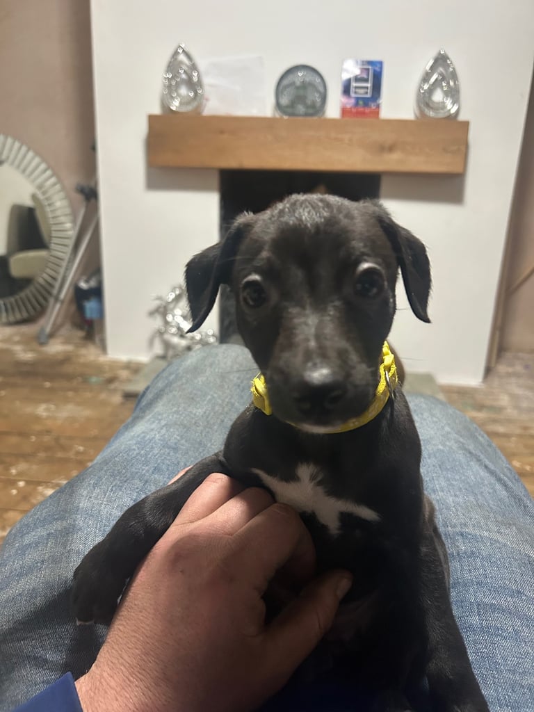 Whippet pups ready to go nice and small mother and farther