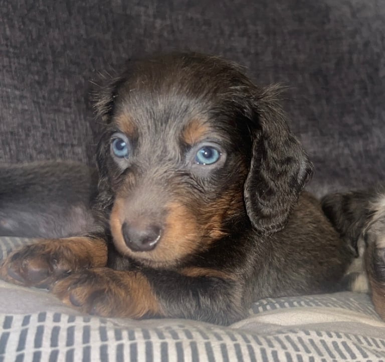 Dachshund puppies ready 20th novemeber 
