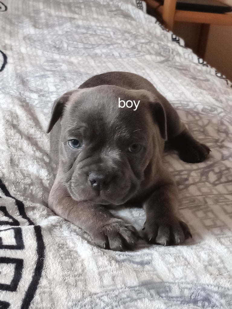 KC Registered staffordshire bull terrier blue brindle.  2 puppy left
