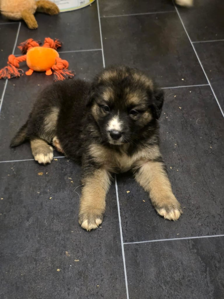 St Bernese mountain dog  X puppies
