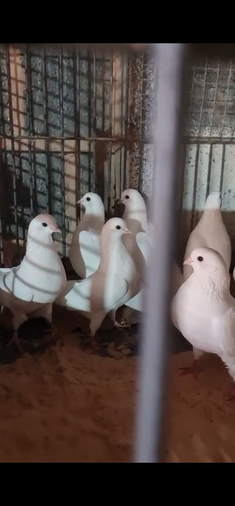 Pigeons Straight Fly white tiplers 