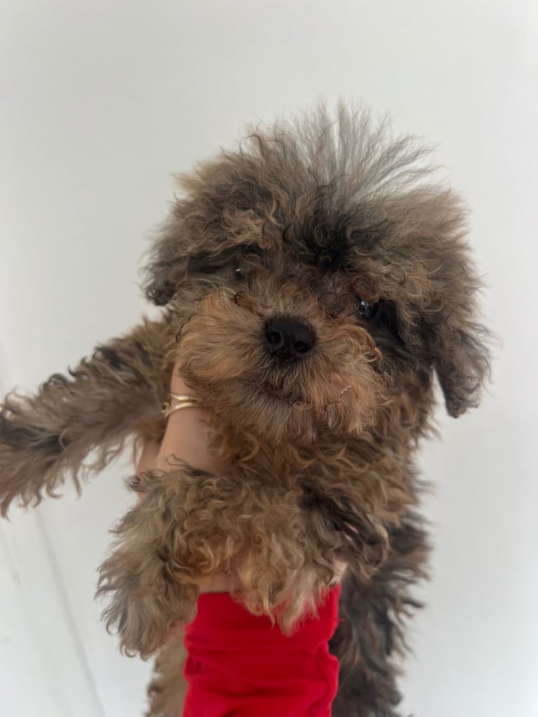 Toy poodle puppies for sale