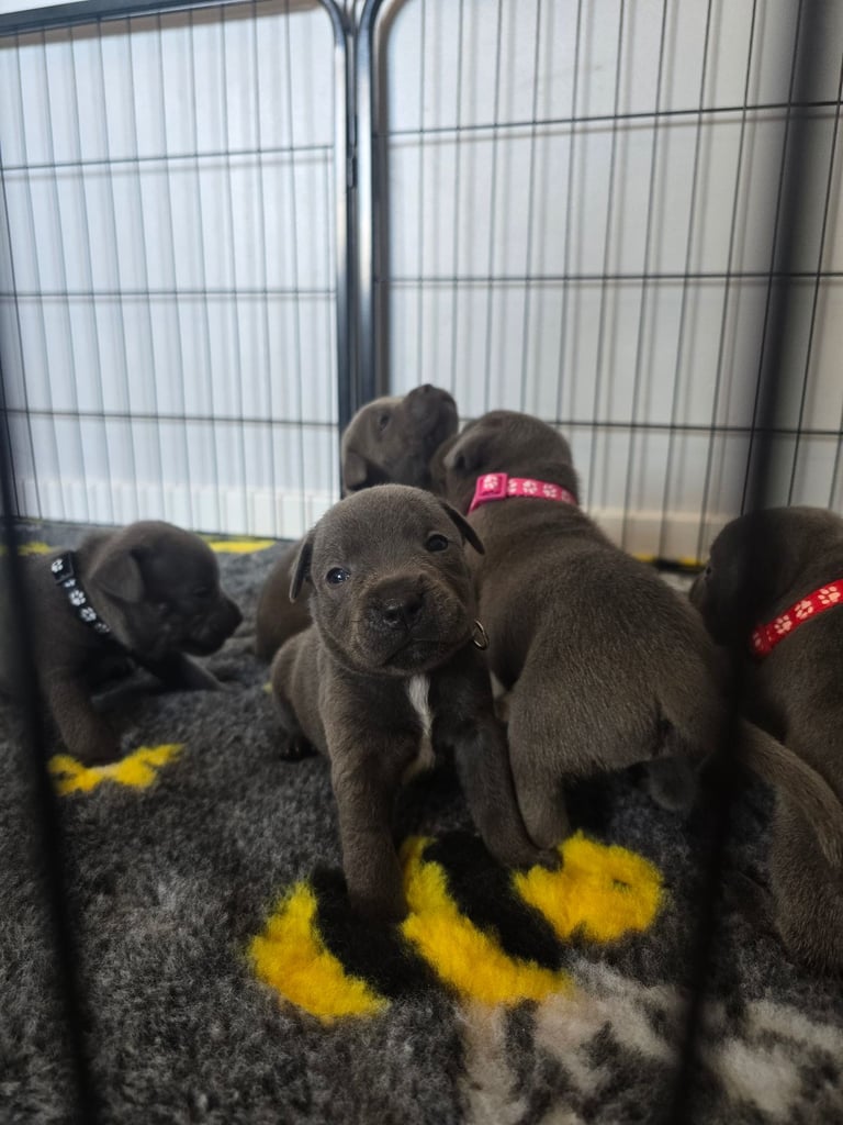 Kc reg blue Staffordshire bull terrier 
