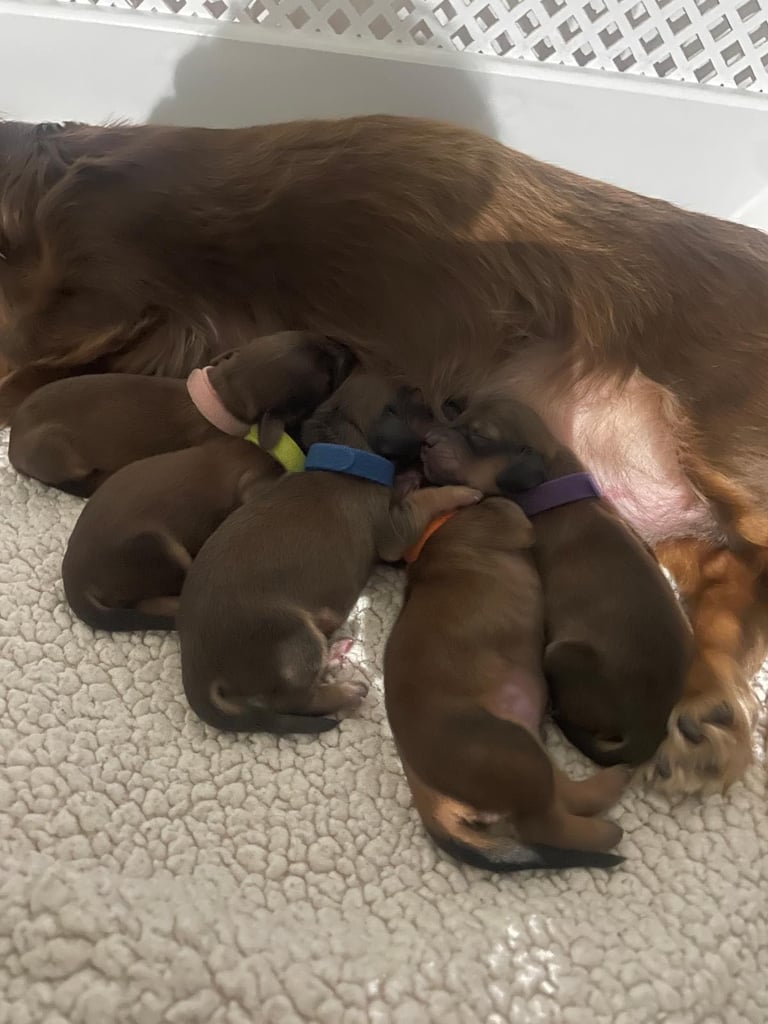 Pedigree family owned miniature longhaired dachshund puppy's in Southampton