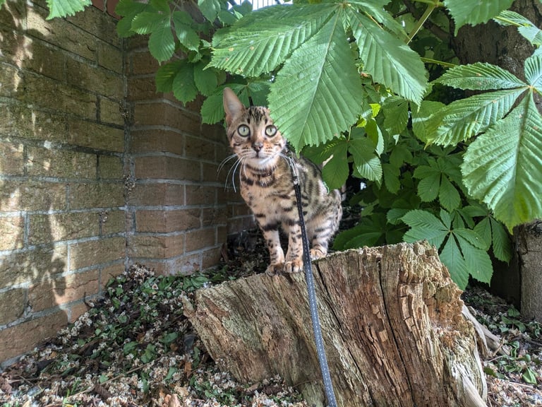 Leash trained Bengal Female looking for home 
