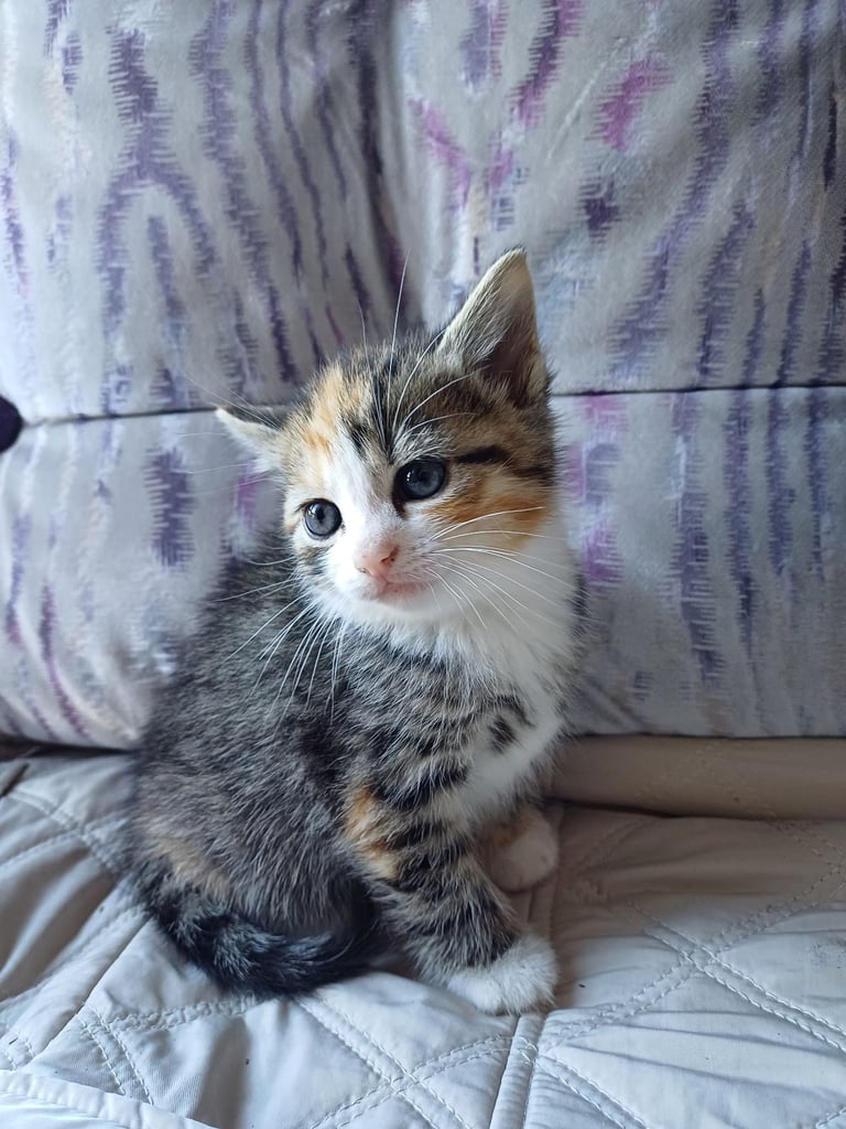 Gorgeous Kittens Available