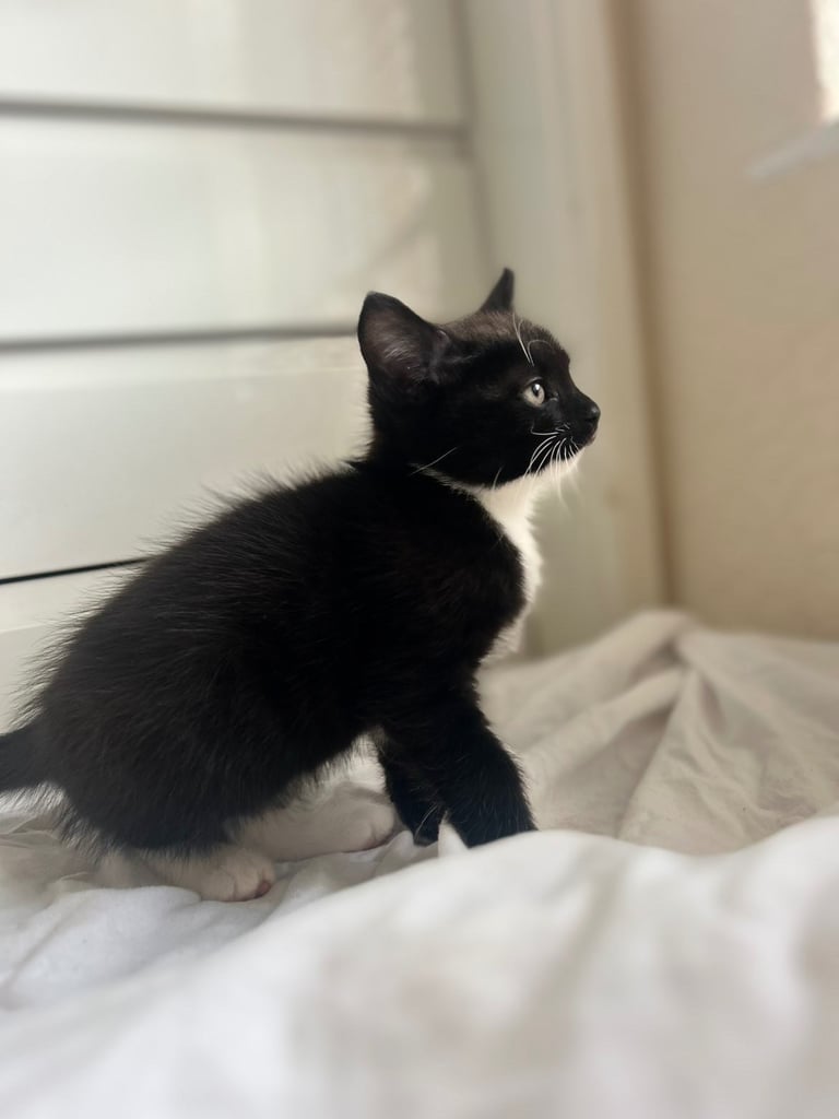 Adorable Kittens for Sale 