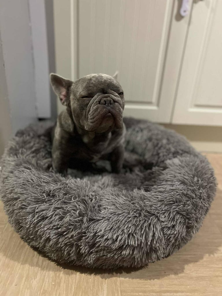 2 year old French Bulldog 