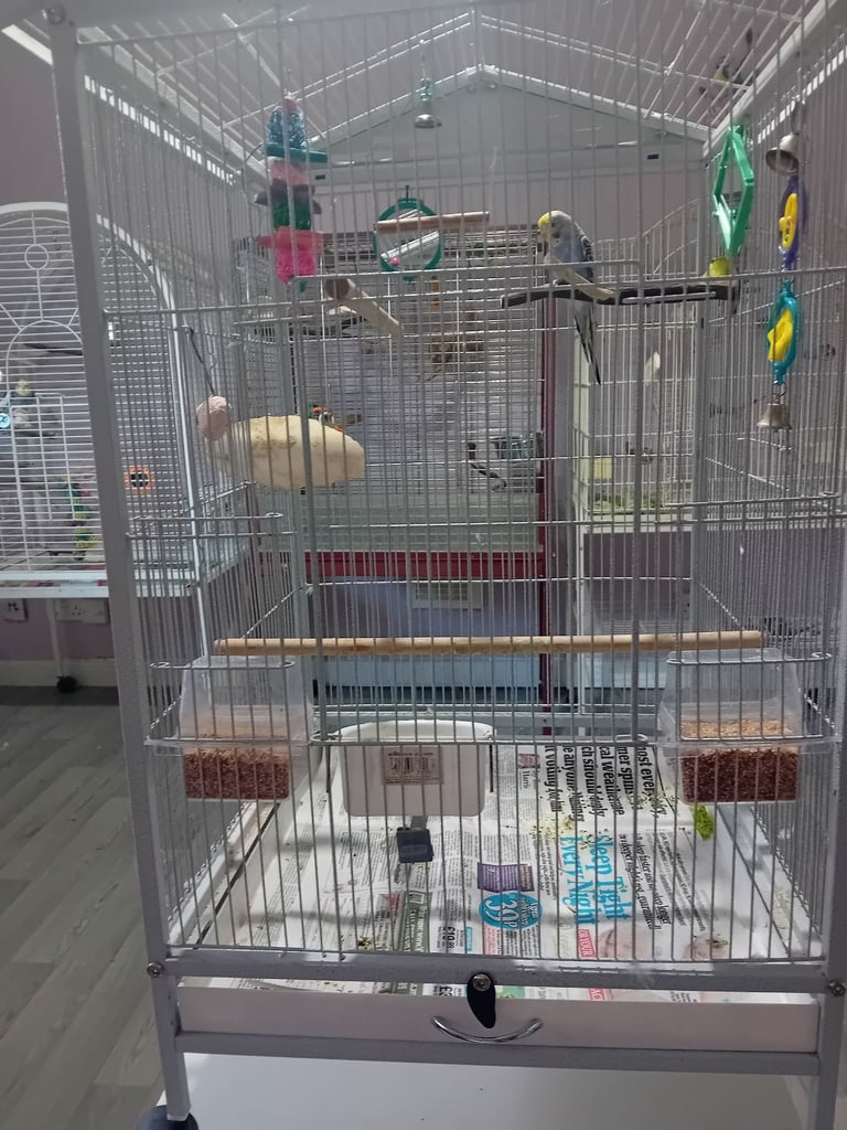 Bird cage 