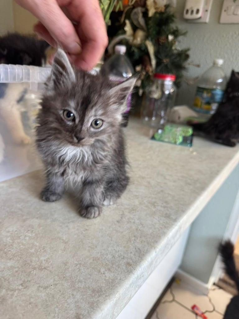 5 kittens ready for forever homes 