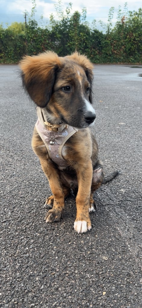 Male puppy cocker spaniel cross border collie