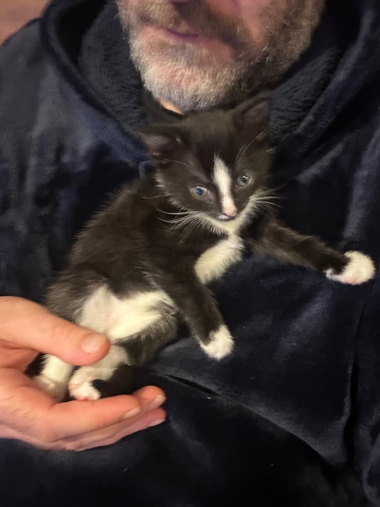 Tuxedo Kittens 🐈‍⬛ 