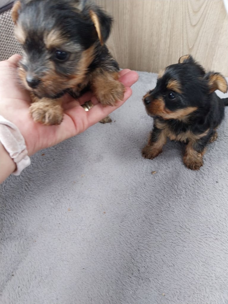 2 Yorkshire terror puppies 