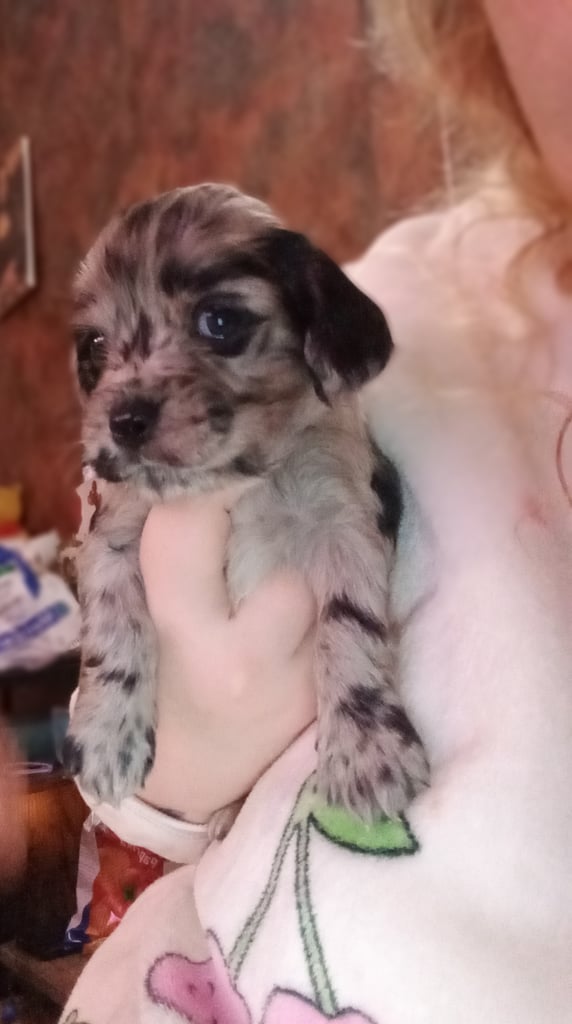 American Cocker spaniels (TOY) 