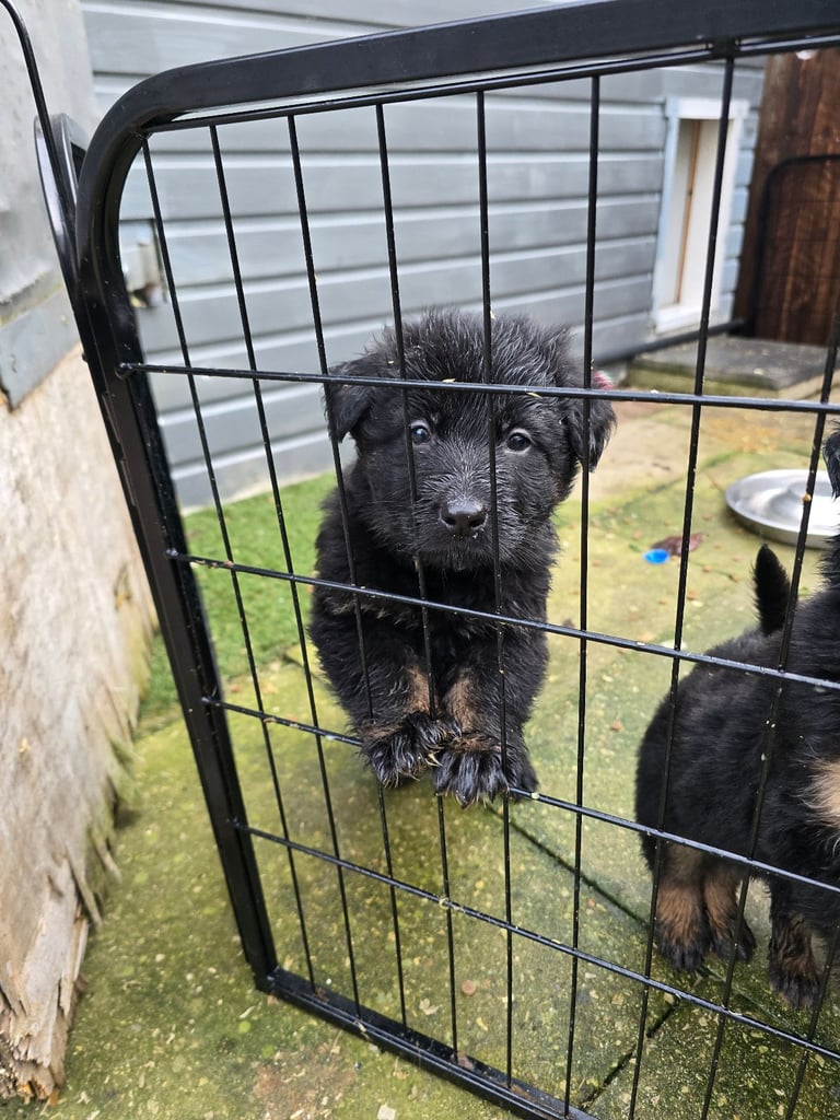 Pure breed German shepherd puppies for sale 