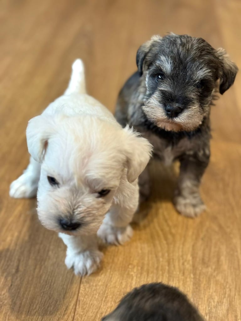 Miniature schnauzer puppies 