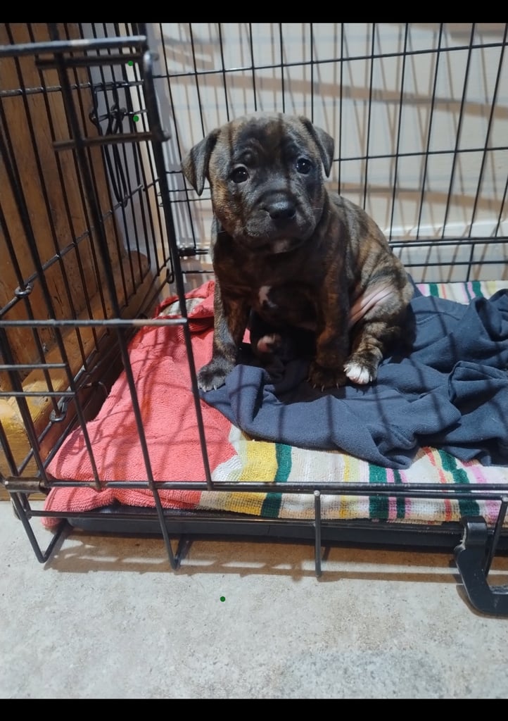Female SBT pup for sale